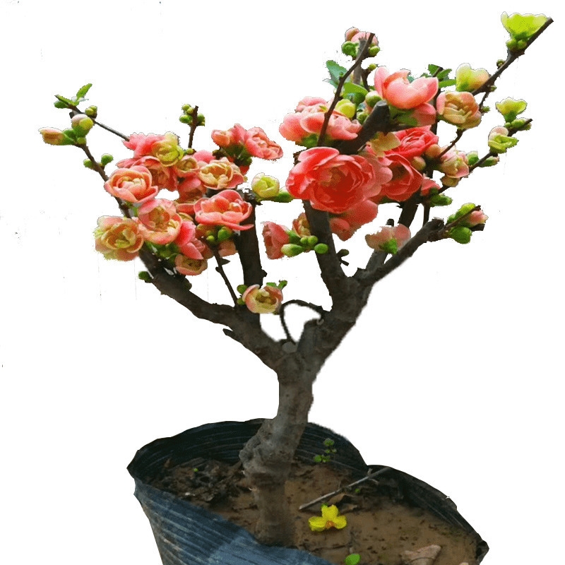 海棠花盆栽树苗盆景重瓣老桩庭院绿植物室内花卉四季开花好养