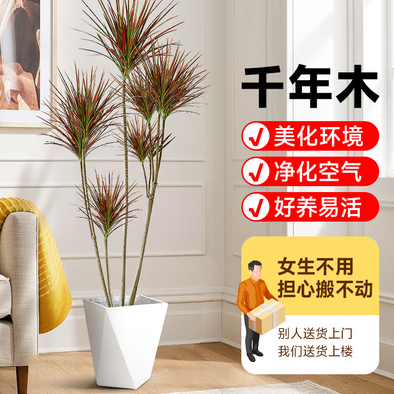 七彩千年木大型盆栽马尾铁养绿植办公室内客厅阳台净化空气植物