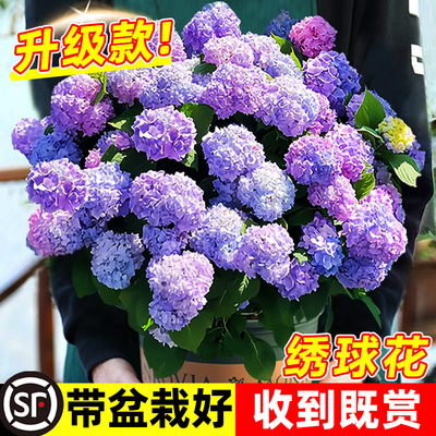 绣球花苗植物无尽夏开花好养的花四季不断盆栽花卉植物室内易养活