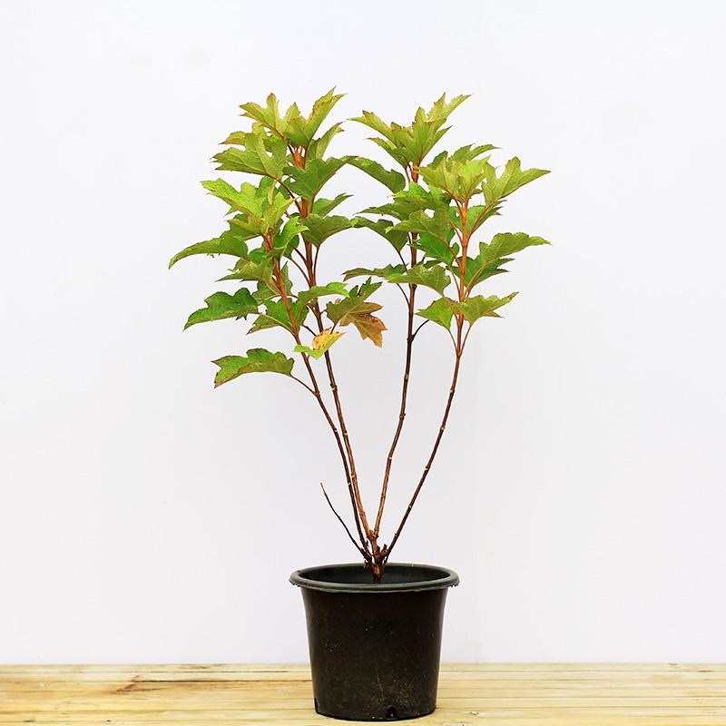 栎叶绣球和声花球硕大颜值超高圆锥绣球中华木绣球观赏期长