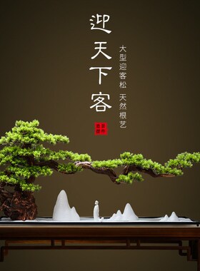 威弗列德办公室玄关装饰盆景大型仿真迎客松罗汉松美松