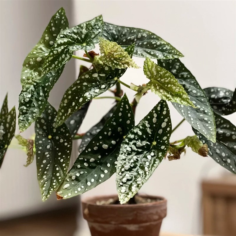 塞拉山王秋海棠竹节类阳台室外室内客厅桌面绿植盆栽观叶赏花植物