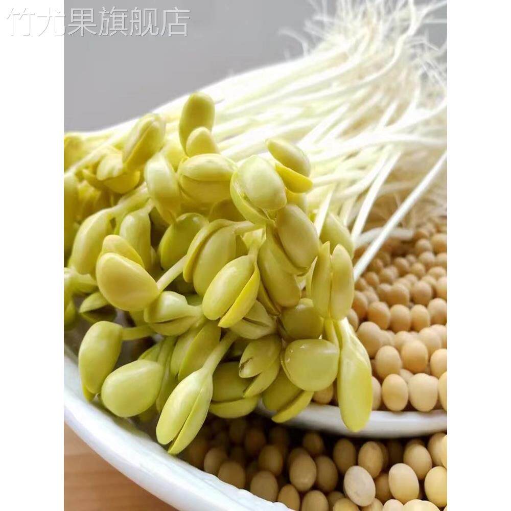 小粒黄豆690发豆芽专用纳豆生豆芽豆农家非转基因珍珠粒小金黄豆