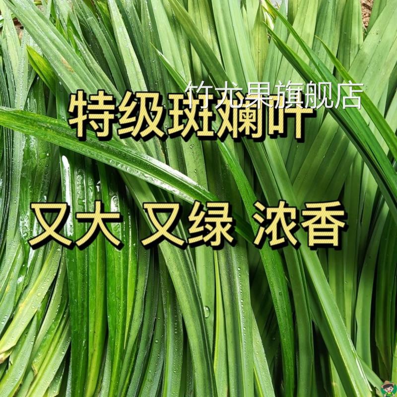 可食用新鲜海南斑斓叶香兰叶千层糕饮料打汁现摘斑斓叶商用