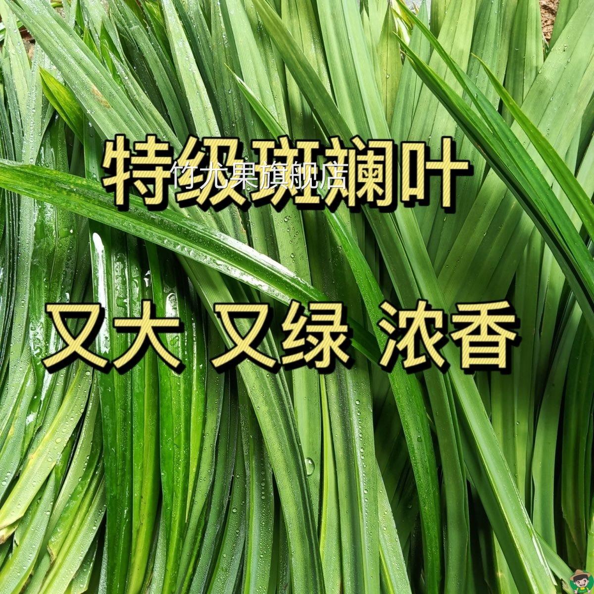 可食用新鲜海南斑斓叶香兰叶千层糕饮料打汁现摘斑斓叶商用