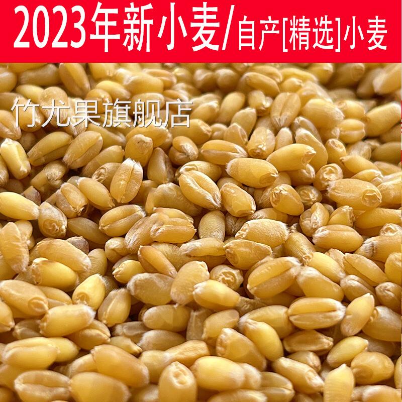 小麦粒优质食用农家山东种干麦子粒发芽麦芽糖猫草榨汁酿酒种籽仁