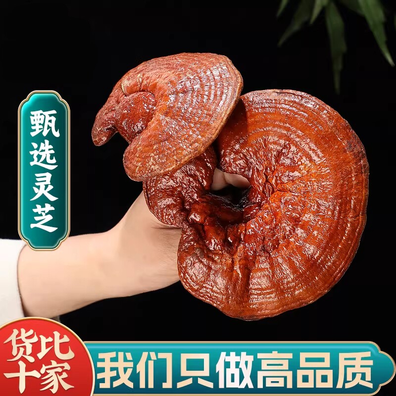 神农架赤灵芝整枝250g 精选正宗紫红灵芝整个赤灵芝中草药