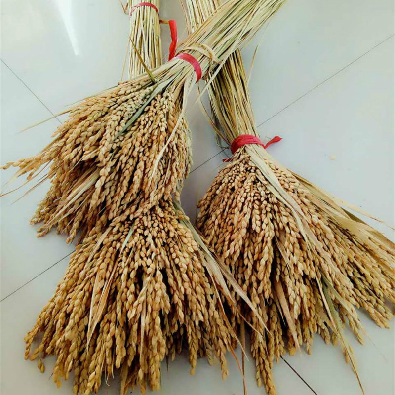 天然麦穗稻穗干花水稻丰收稻谷稻子装饰会展布置拍摄道具田园植物