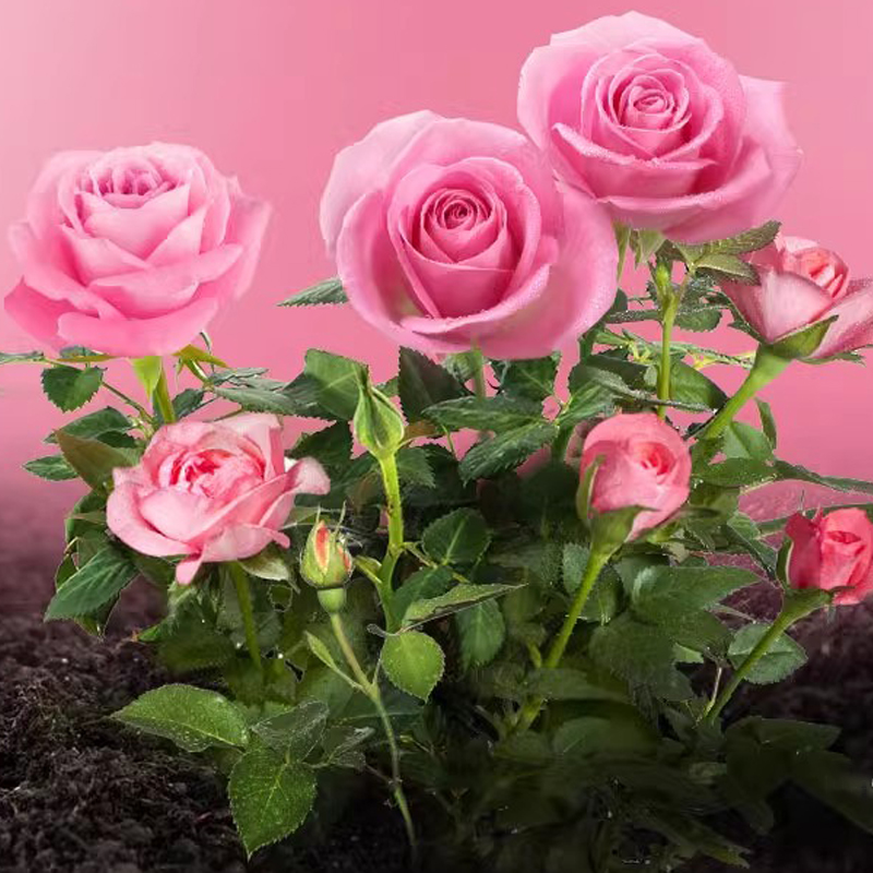 美乐棵玫瑰月季专用营养液专用养花盆栽植物