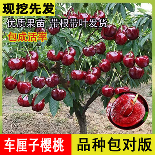 正宗车厘子树苗嫁接樱桃苗庭院盆栽地栽南方北方四季种植耐寒樱桃