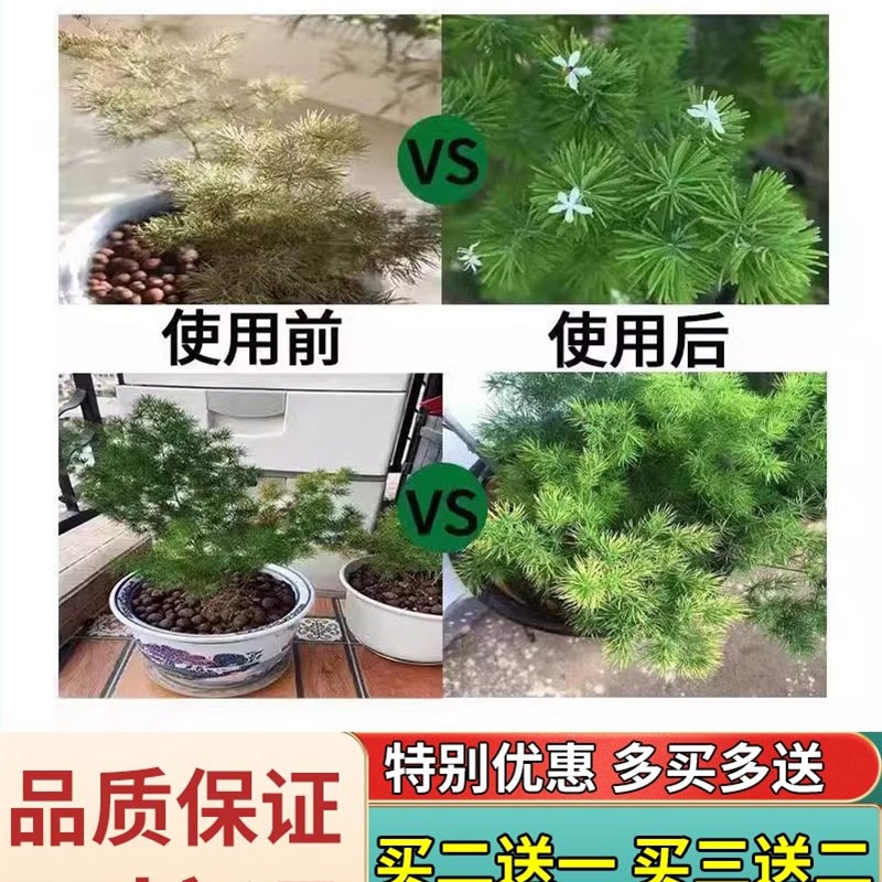 五针松黄叶病急救肥喜酸植物型营养液罗汉黄山大阪雀舌盆景剂