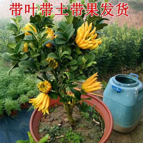 佛手带果金华佛手柑盆景食用阳台庭院卉绿植养