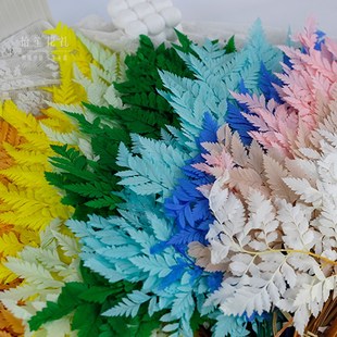 天然高山羊齿叶永生花干花婚礼装饰真树叶蕨叶花束摄影道具插花篮