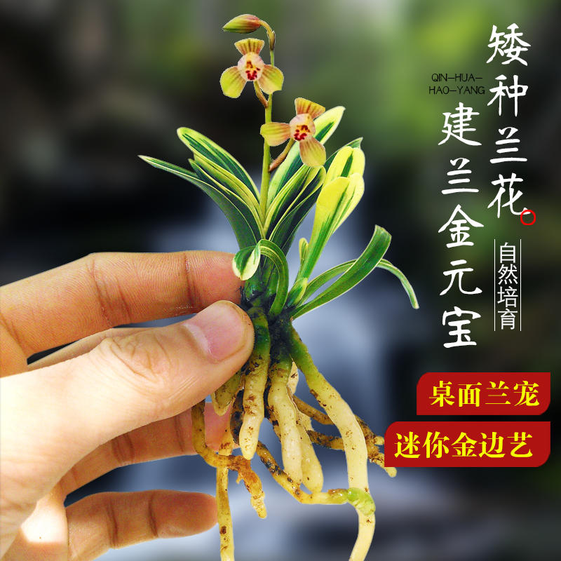 刘阁兰花苗建兰金元宝矮种花卉迷你绿植盆栽室内装饰家居美观好养图片