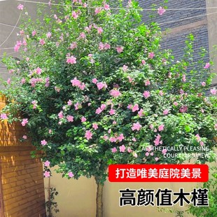 木槿花树苗重瓣红色粉色园林绿化植物庭院风景大树南北方四季花卉