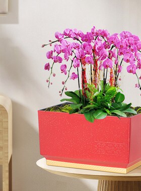 比利孚园艺中式蝴蝶兰花盆文心兰古典红色塑料树脂复古专用盆