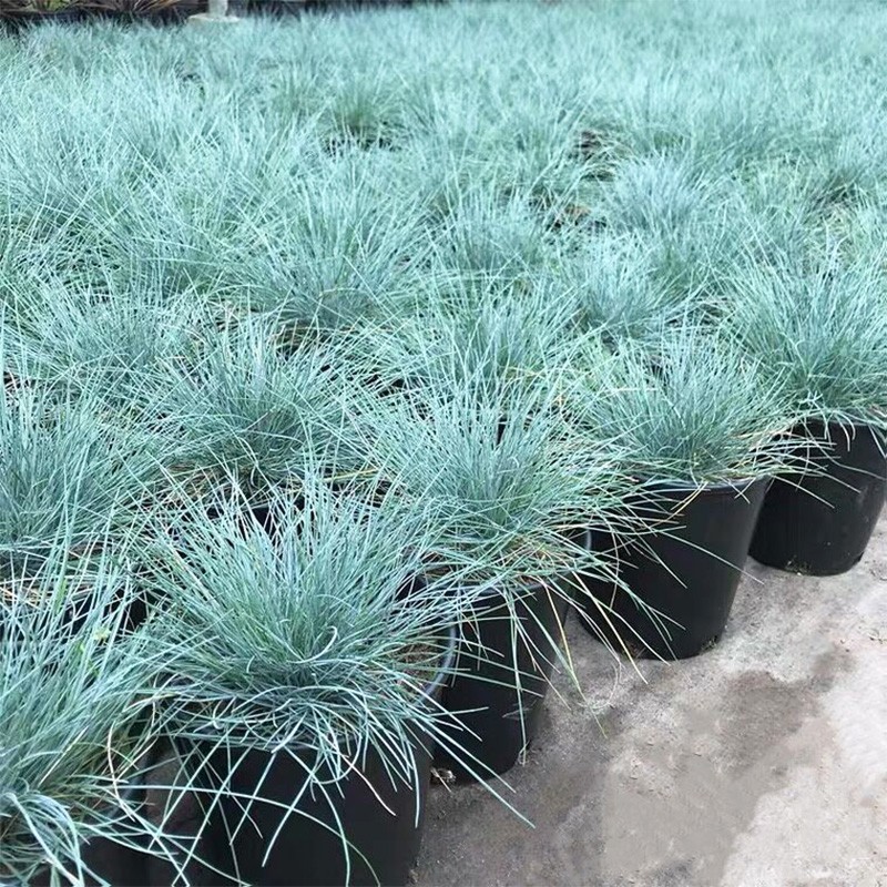 花镜植物蓝羊茅盆栽多年生宿根羽毛草粉黛草木贼草丁香花树苗草花