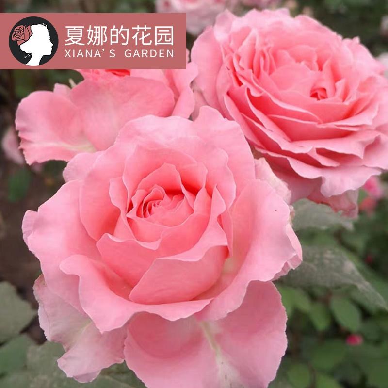 珊瑚果冻月季花苗四季开花大花丰花多头开放阳台盆栽庭院地栽灌木