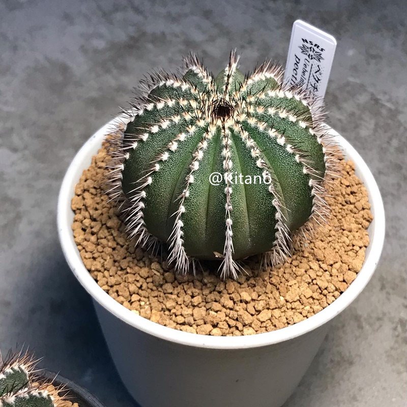 栉刺尤伯球仙人球稀有经典品种进口仙人掌科实生多肉植物尤博球