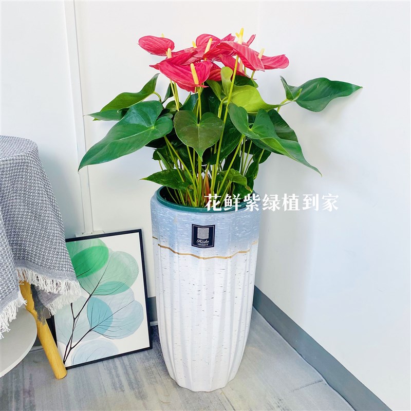 大盆火鹤花花客厅办公室前台落地绿植盆栽净化空气水培观花盆景植