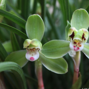 闽丰兰花名贵春兰老八种小打梅浓香细叶兰花不带花苞室内盆栽花卉