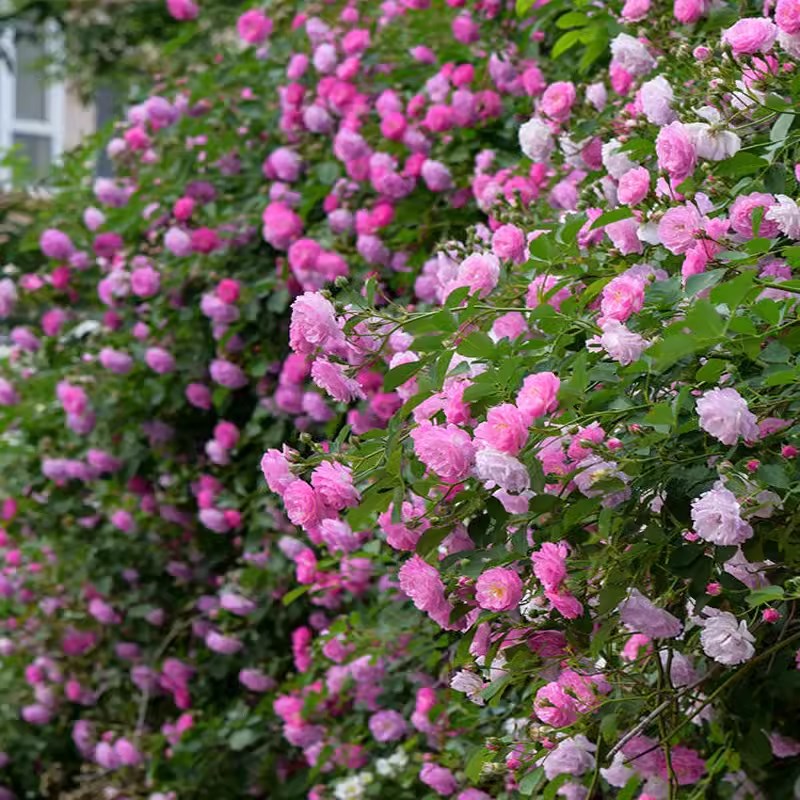 庭院爬藤少刺蔷薇花苗七姐妹粉白色重瓣藤本爬墙攀缘植物四季花卉