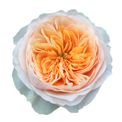 朱丽叶切花月季大苗奥斯汀大花浓香玫瑰阳台庭院四季花卉盆栽植物