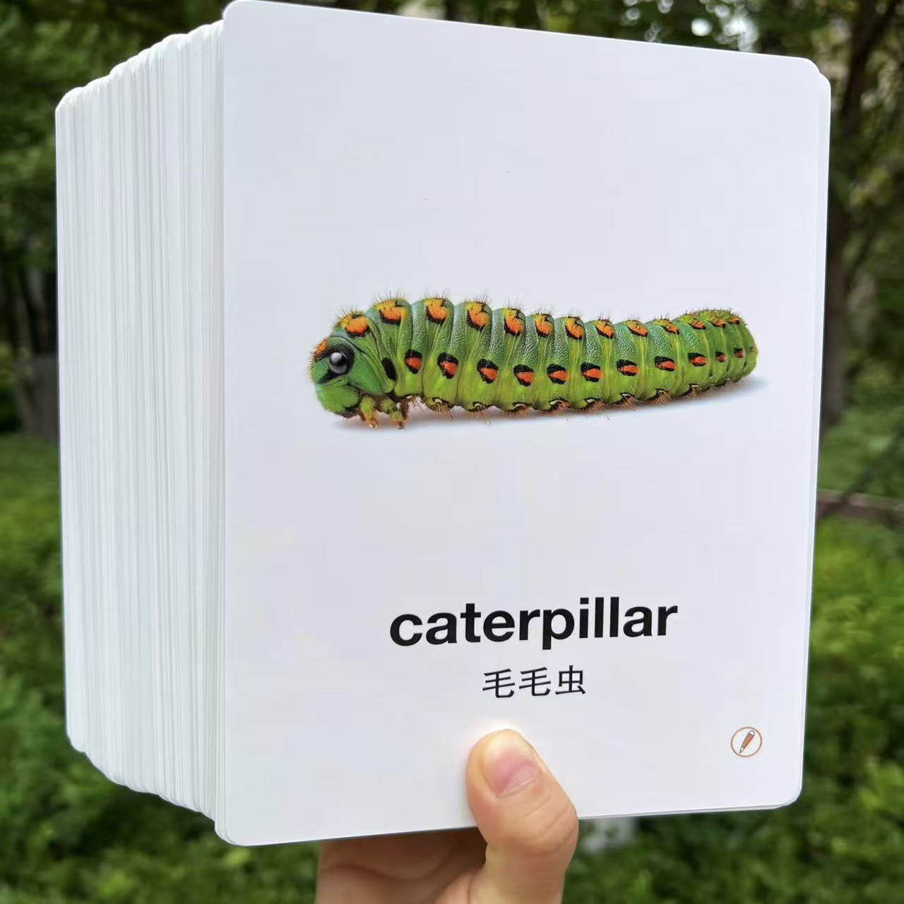 幼儿英语启蒙单词闪卡中英双语100张支持小蝌蚪蓝猫毛毛虫点读笔