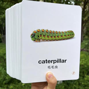 幼儿英语启蒙单词闪卡中英双语100张支持小蝌蚪蓝猫毛毛虫点读笔