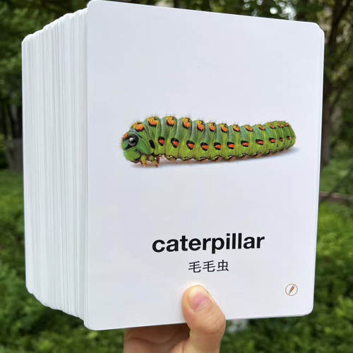 幼儿英语启蒙单词闪卡中英双语100张支持小蝌蚪蓝猫毛毛虫点读笔