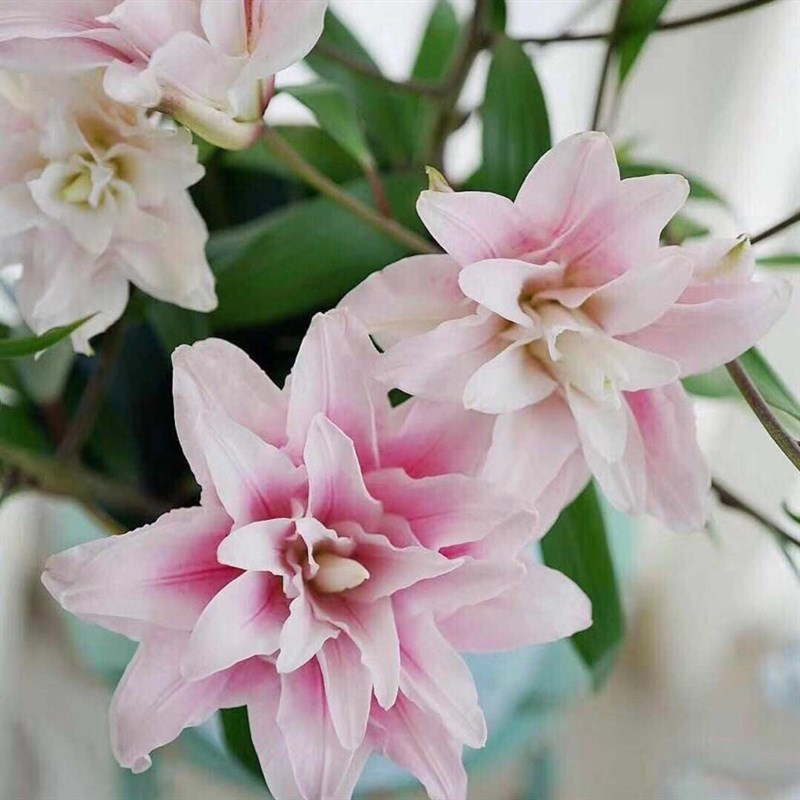 重瓣百合鲜花香水百合伊莎贝拉火星之恋家用水培插花广州基地直发