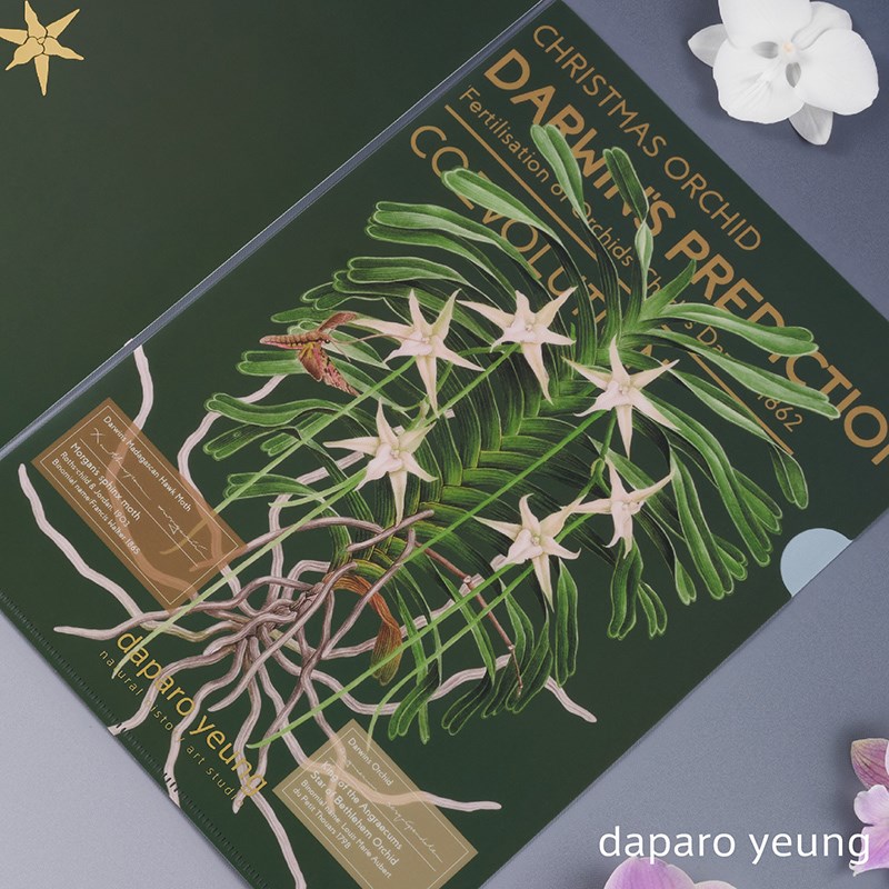 daparo yeung风兰长喙天蛾文件夹设计师手绘原画a4资料夹文具礼物