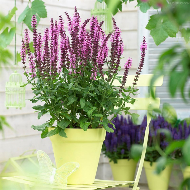 林荫鼠尾草 新篇章  蓝山 雪山多年生耐寒鼠尾草花苗【鲁虹园艺】