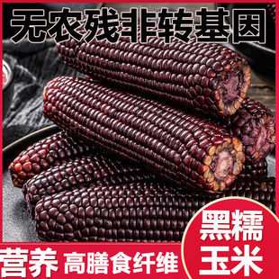 远方的梦想有机黑糯玉米内蒙古非转基因含花青素黑糯玉米软糯香甜