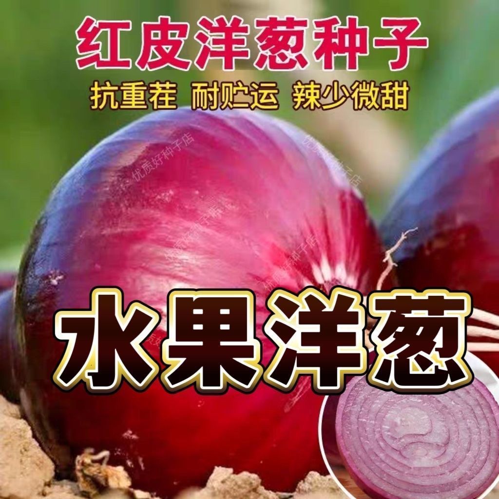 【下单立减10】正品红皮洋葱种籽耐寒抗病大果水果紫皮洋葱种子TM