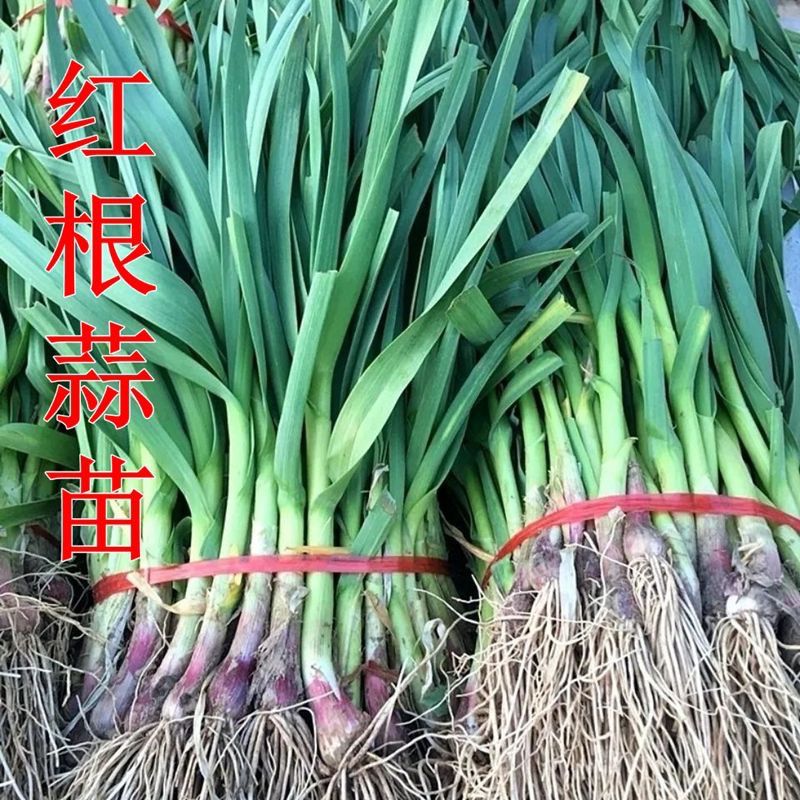 红根蒜苗种子红根硬叶蒜苗一年四季三茬连续均可种植蒜苗种籽L