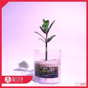 桐花树 红树苗 红树林 厚沙系统 海缸造景 海水植物 嗨水有毒