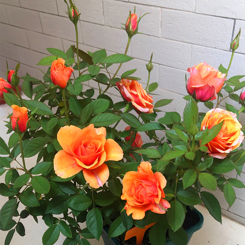 艾帕索月季花苗四季浓香灌木大花苗阳台盆栽庭院地栽切花玫瑰欧月