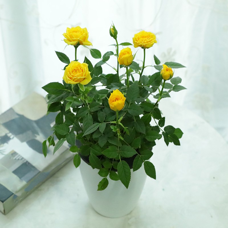 迷你小玫瑰花苗盆栽带花苞好养花卉植物四季开花月季花苗多色