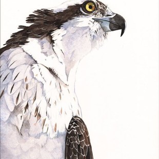 现代猛禽苍鹰老鹰海东青燕子鸽子水彩鸟类挂画无框画装饰画