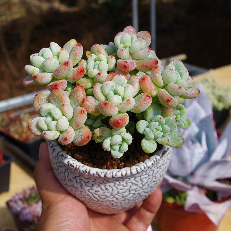 大盆多肉植物劳尔精品小老桩带香味室内带盆栽阳台防辐射绿植花