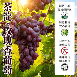 茶淀玫瑰香葡萄水果优选精品果坏果包赔生鲜现摘全国天津汉沽特产