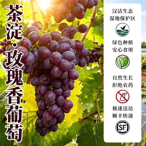 天津茶淀玫瑰香葡萄新鲜产地直发