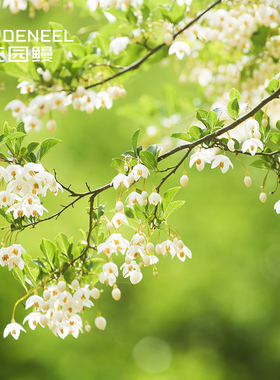 野茉莉Styrax安息香花园芳香花树盆栽苗多年生庭院小乔木别墅绿植
