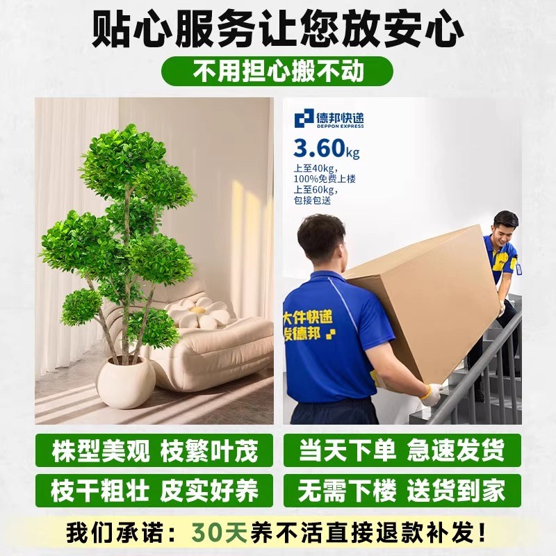 金钱榕盆栽办公室大型发财树摇钱树乔迁之喜室内客厅绿植招财榕树