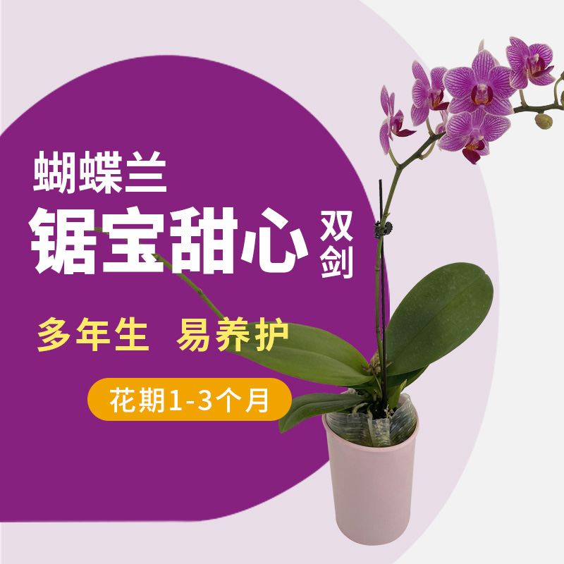 蝴蝶兰盆栽带花剑带花苞花卉兰花四季易活办公室客厅室内植物花卉