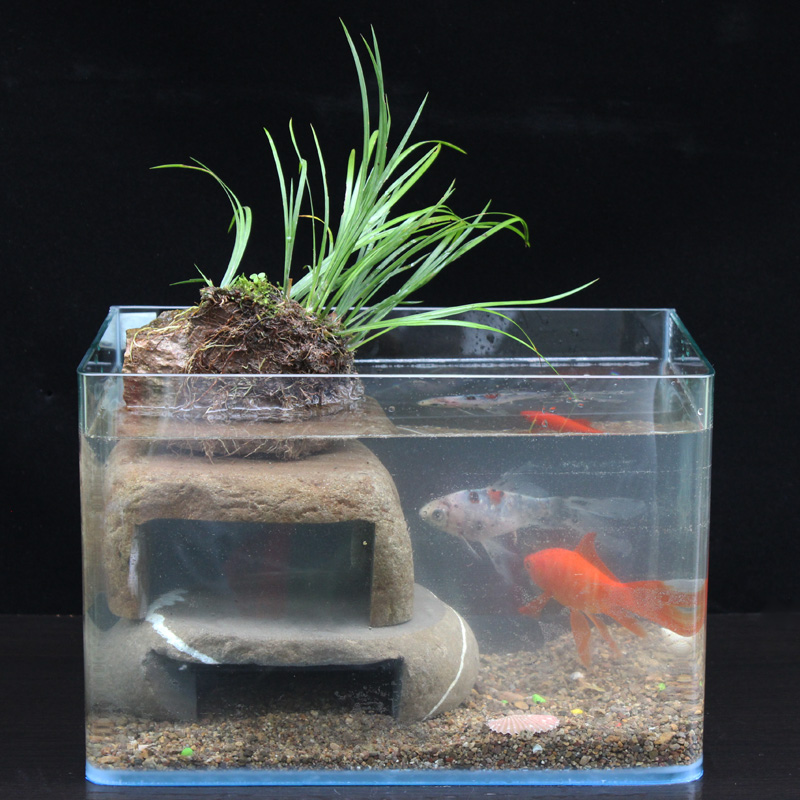 附石菖蒲净化水质空气培龟池摆件假山观叶鲜活绿植室内外鱼缸造景