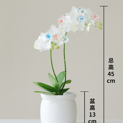小森林 蝴蝶兰白天鹅盆栽带花 创意可爱植物 室内桌面装饰年宵花