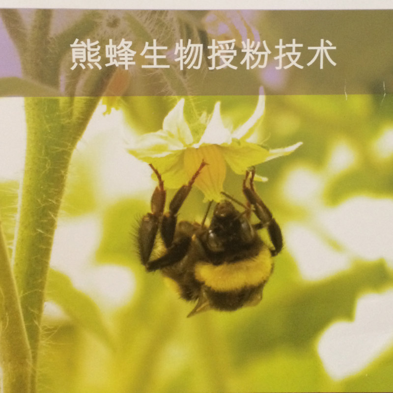 邦卜授粉熊蜂 期授粉 草莓番茄茄子黄瓜授粉 箱9折 除偏,农用物资,授粉蜂,淘宝优惠券,粉丝福利购,淘宝优惠卷