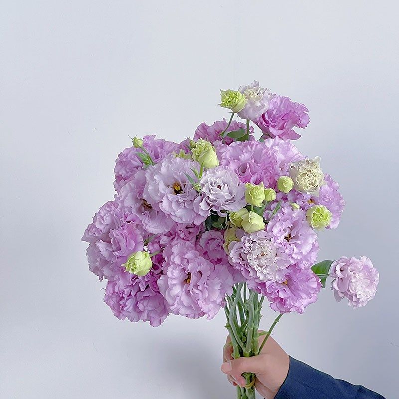 波浪浅紫色桔梗花鲜花云南直发基地昆明斗南花卉市场吉水养洋桔梗